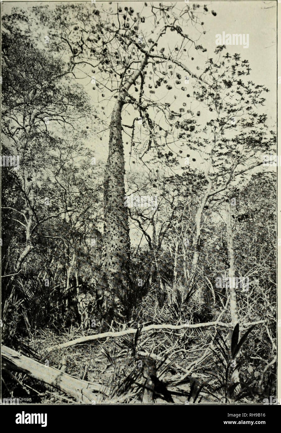 . Botanische Jahrbu?cher fu?r Systematik, Pflanzengeschichte und Pflanzengeographie. Botany; Plantengeografie; Paleobotanie; Taxonomie; Pflanzen. Kiifan. Jal/rh/irhrr XL. lirihhttt li:!. Taf. I'll.. Cavanillesia arborea K. Sch. und Machaerium sp. in der Catinga bei Tambury. Oktober 1906. Nach photogr. Aufnahme von E. Ule. Verlag von Wilhelm Engelmann in Leipzig.. Please note that these images are extracted from scanned page images that may have been digitally enhanced for readability - coloration and appearance of these illustrations may not perfectly resemble the original work.. Engler, Adolf Stock Photo