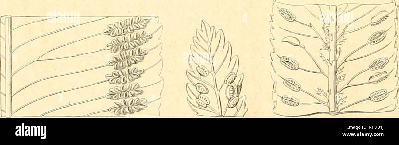 Page 4 Lygodium High Resolution Stock Photography And Images Alamy