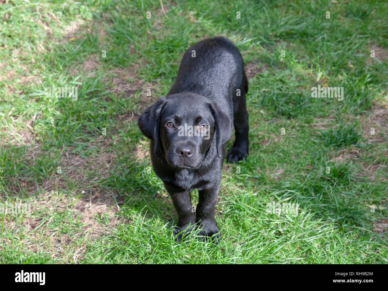 Black Labrador puppy Stock Photo Alamy