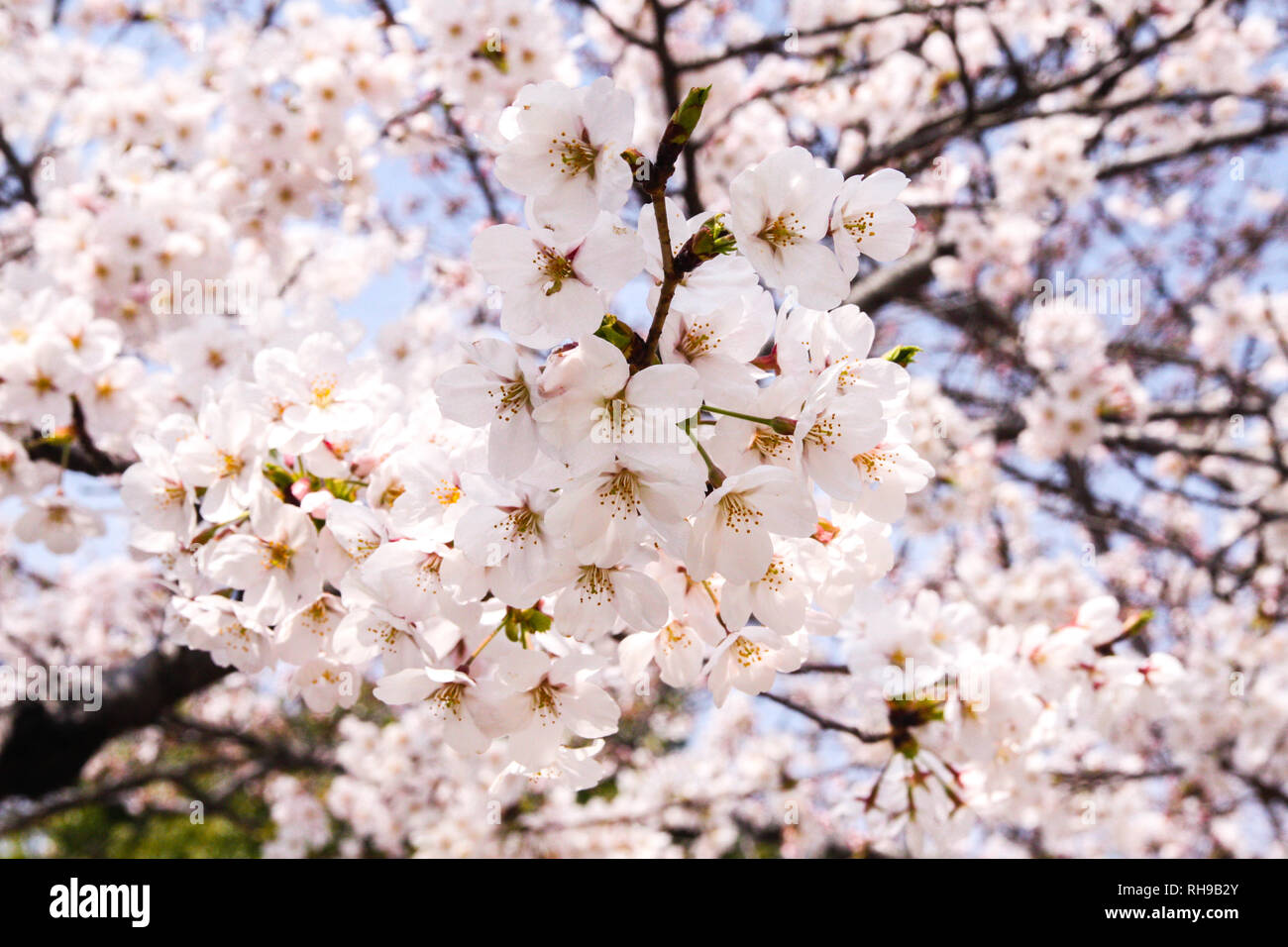 Hanami Spring Cherry Blossom Stock Photo