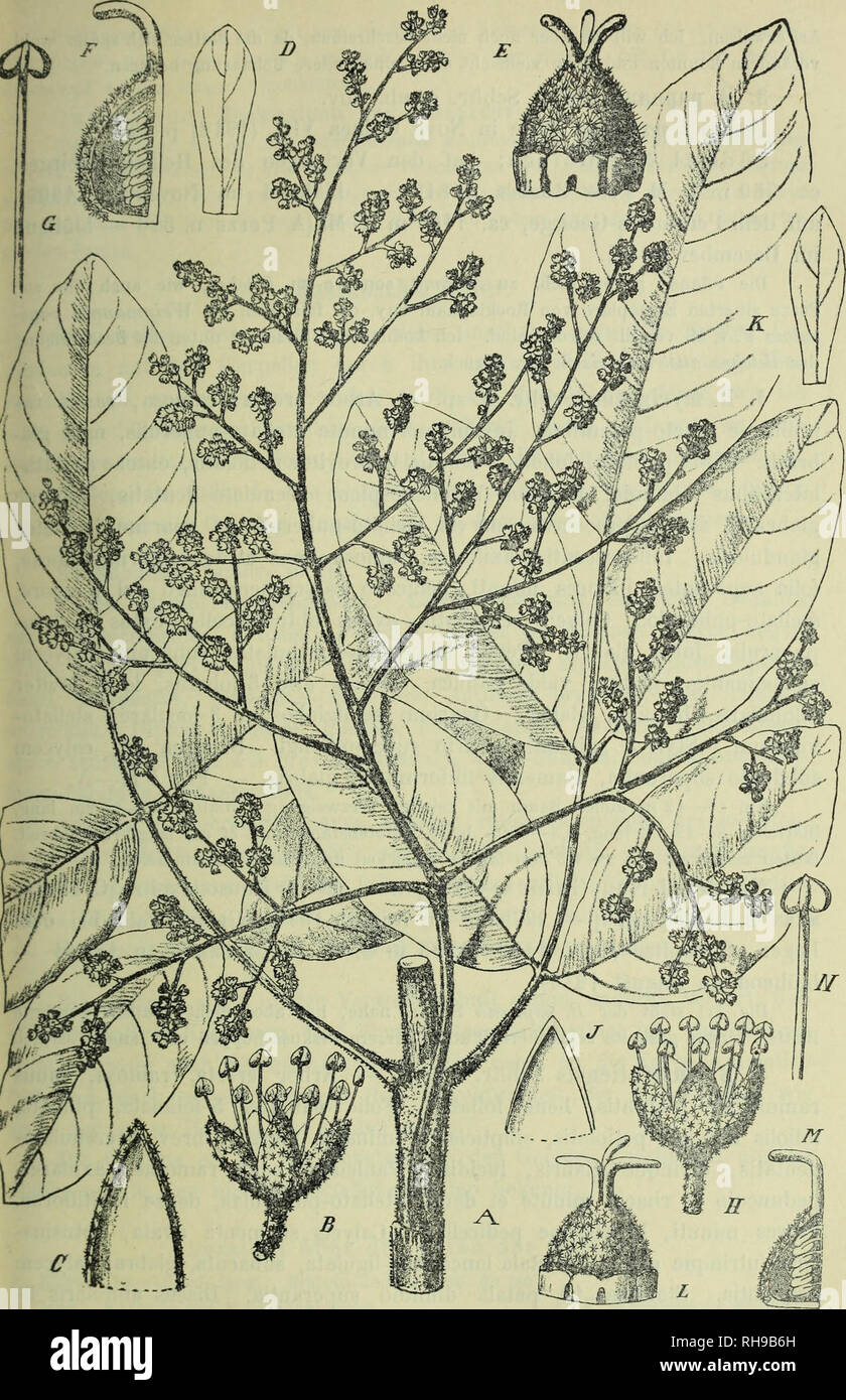 . Botanische Jahrbu?cher fu?r Systematik, Pflanzengeschichte und Pflanzengeographie. Botany; Plantengeografie; Paleobotanie; Taxonomie; Pflanzen. Fig. 4. A—G Betchea rufa Schltr. A Zweig, B Blüte, G Kelchsegment, D Petalum, E—F Fruchtknoten, G Staubblatt. — H— N B. myriantha Schltr. H Blüte, J Kelch- segment, K Petalum, h—M Fruchtknoten, N Staubblatt.. Please note that these images are extracted from scanned page images that may have been digitally enhanced for readability - coloration and appearance of these illustrations may not perfectly resemble the original work.. Engler, Adolf, 1844-1930 Stock Photo