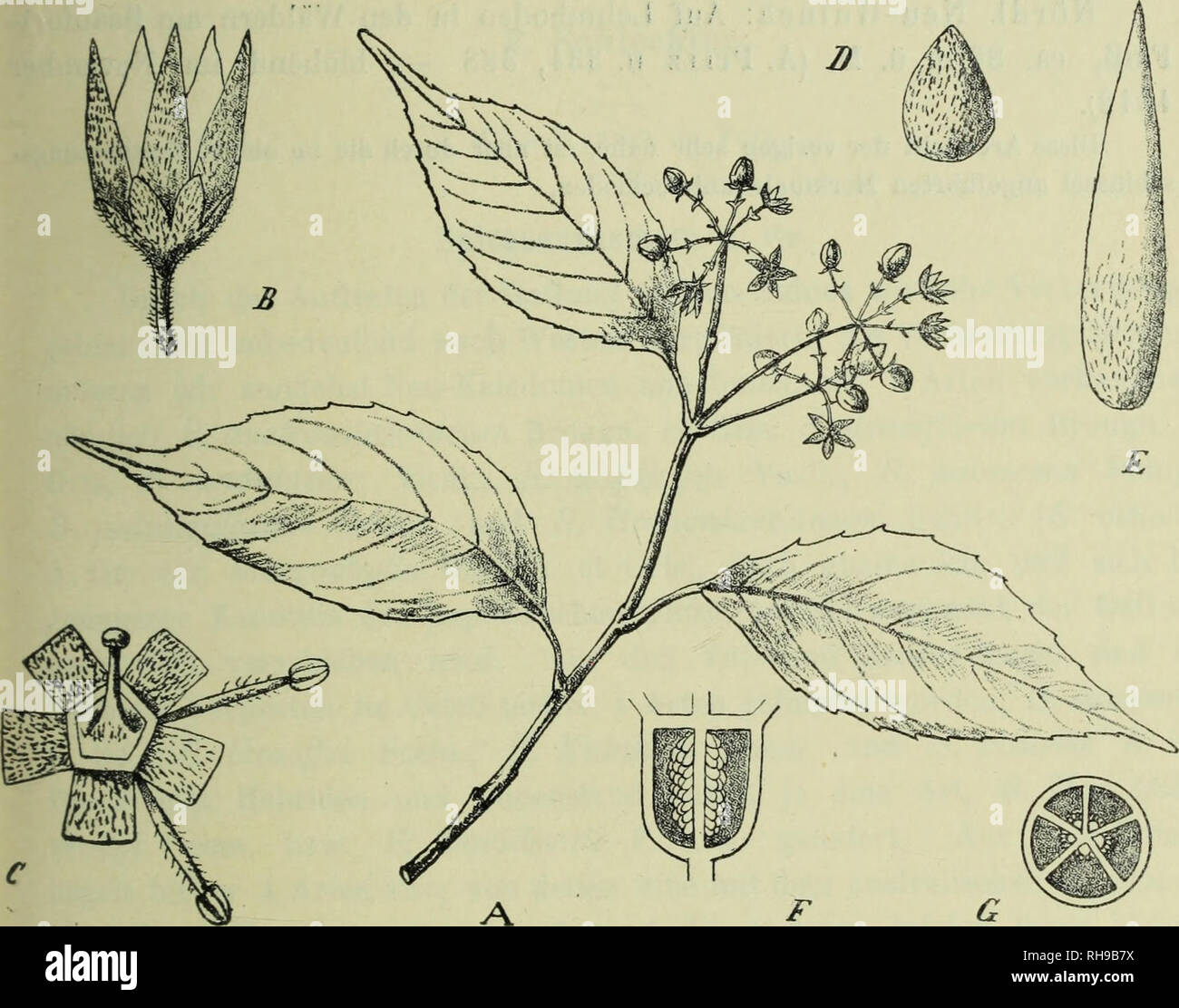 . Botanische Jahrbu?cher fu?r Systematik, Pflanzengeschichte und Pflanzengeographie. Botany; Plantengeografie; Paleobotanie; Taxonomie; Pflanzen. R. Schlechter, Die Saxifragaceae Papuasiens. 137 Narbe, als auch im Ovarium ist nichts zu finden, woraufhin die Aufstellung einer eigenen Gattung gerechtfertigt wäre. Die Blüten sind weiß. 2. C. Pullei Schltr. n. sp., in Nova Guinea ined. Nor d-Neu-Guinea: Auf steilen Südabfällen des Treub-Gebirges, ca. 2400 m ü. M. (A. Pulle n. 1104 — blühend im Februar 1913). Die Art bildet nach dem Sammler —1,5 m hohe Büsche, mit nach der Spitze braun behaarten Z Stock Photo