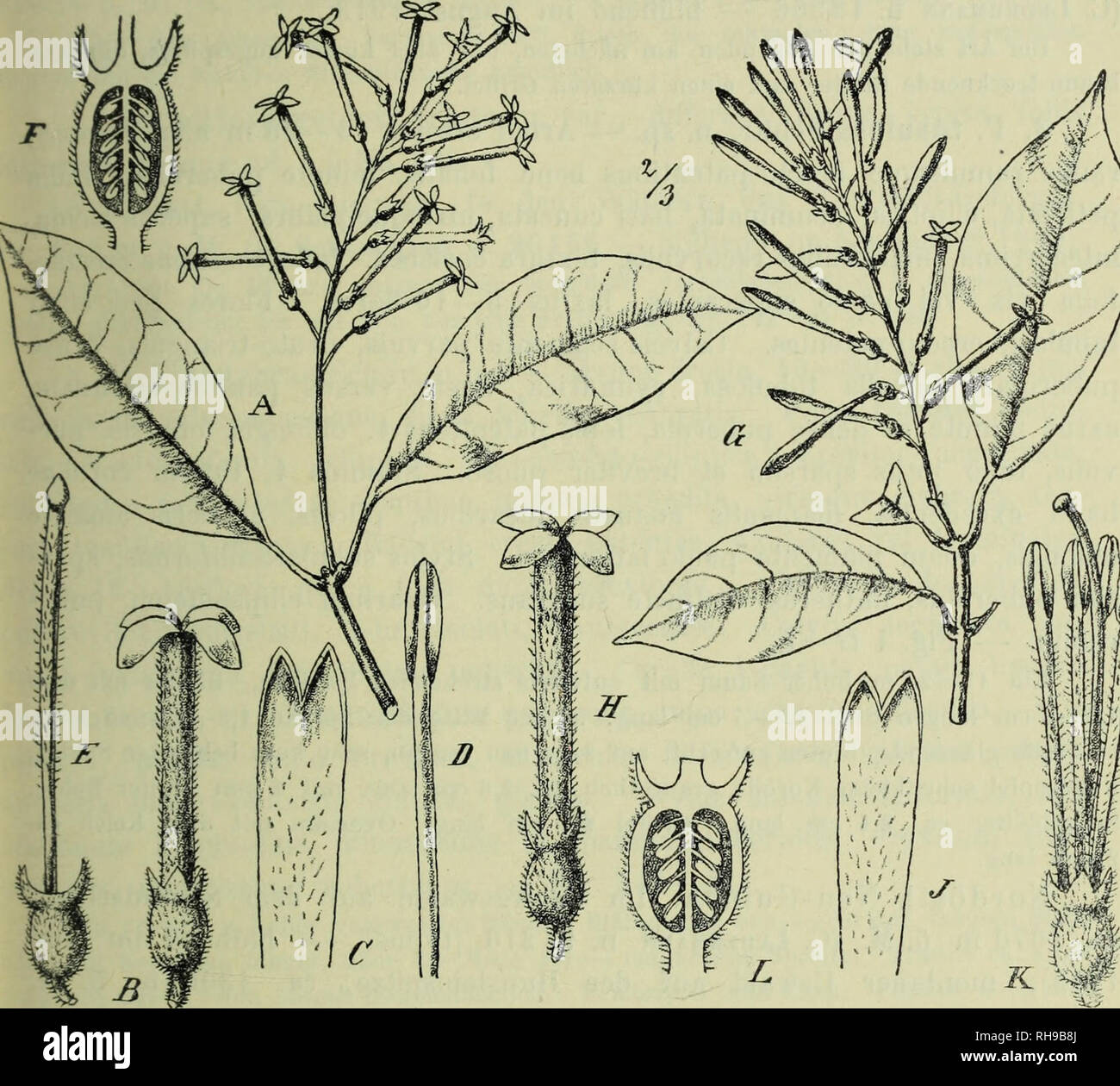 . Botanische Jahrbu?cher fu?r Systematik, Pflanzengeschichte und Pflanzengeographie. Botany; Plantengeografie; Paleobotanie; Taxonomie; Pflanzen. R. Schlechter, Die Saxifragaceae Papuasiens. 129 Nordöstl. Neu-Guinea: Im Gebirgswalde auf dem Schraderberg, ca. 2070 m ü. M. (C. Ledermann n. 12 085 — blühend im Juni 1913). Eine sehr kleinblättrige Art mit stumpfen, dünnlederigen Blättern und kleineren Blüten als die beiden unten beschriebenen. 2. P. cestroides Schltr. n. sp. — Arbuscula 3 — 4 cm alta, ramosa, ramis ramulisque erecto-patentibus, bene foliatis. Folia petiolata, erecto- patentia subo Stock Photo