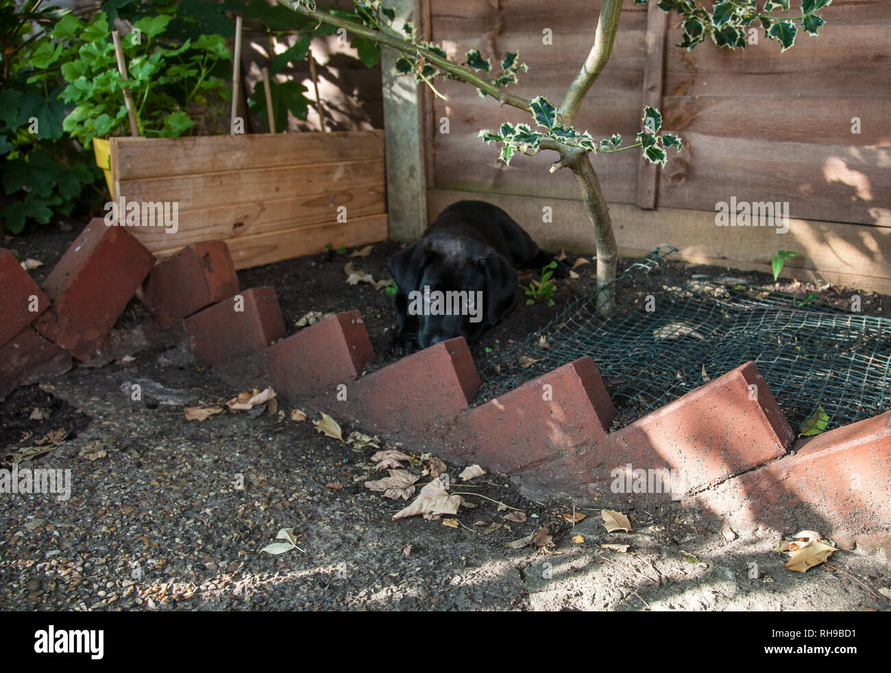 Black Labrador puppy Stock Photo