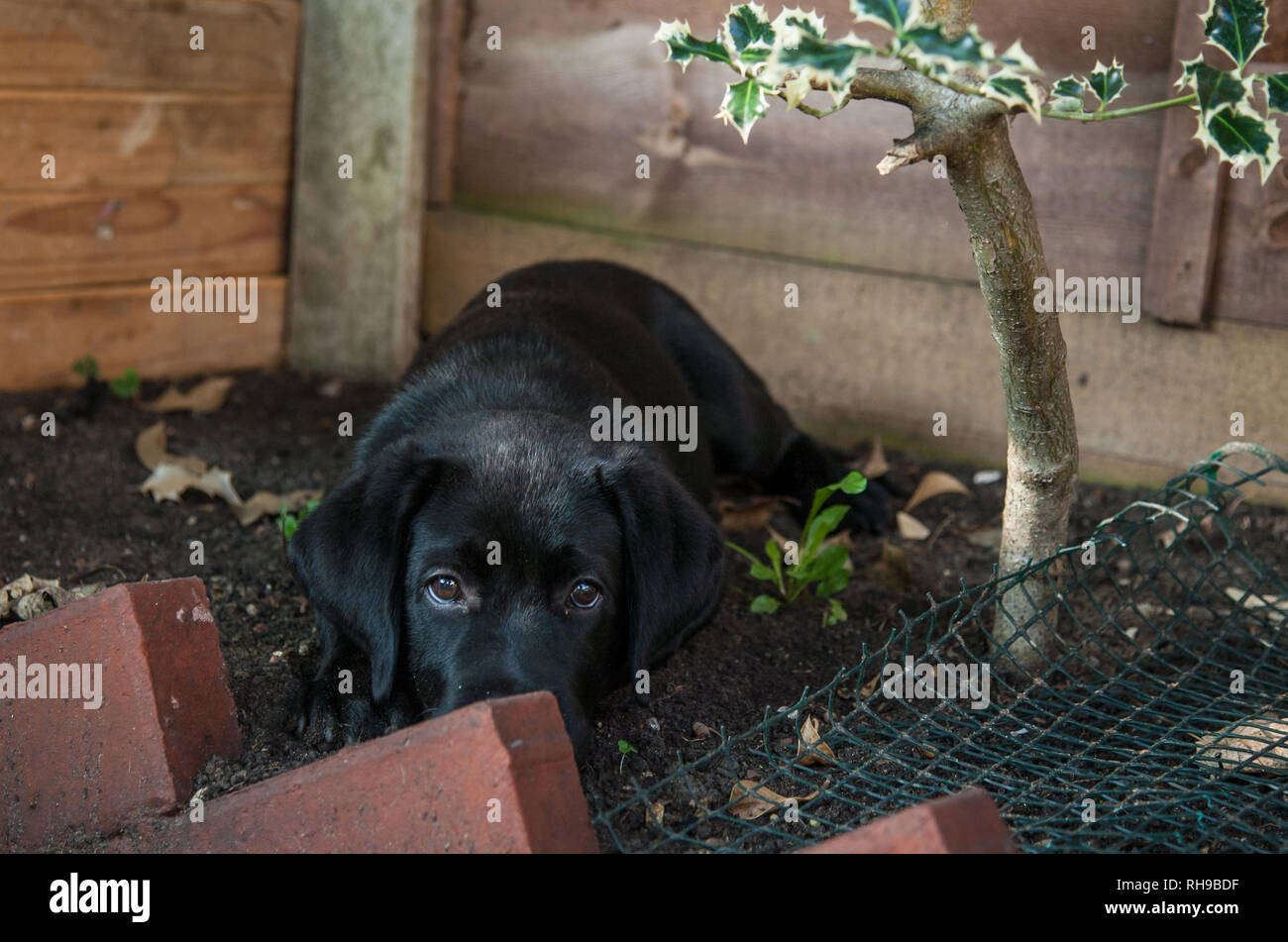 Black Labrador puppy Stock Photo