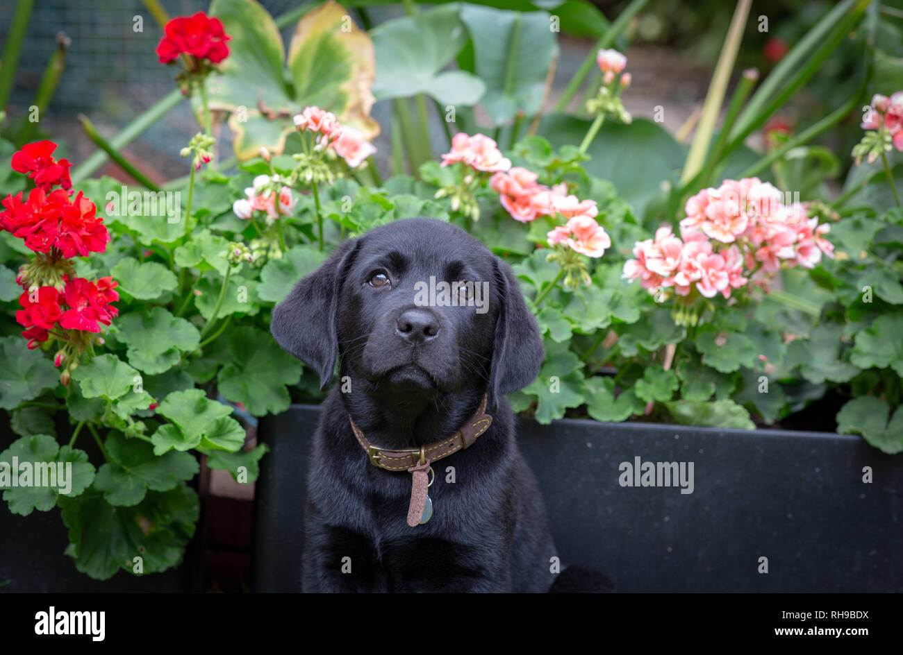 Black Labrador puppy Stock Photo Alamy