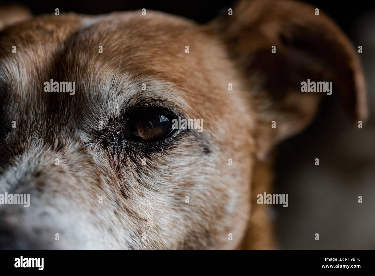 Jack Russell Stock Photo