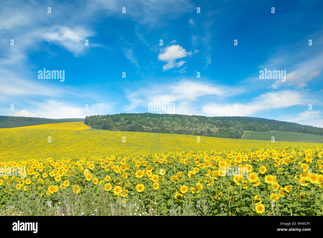 Bright sunflower field and blue sky. Copy space Stock Photo - Alamy