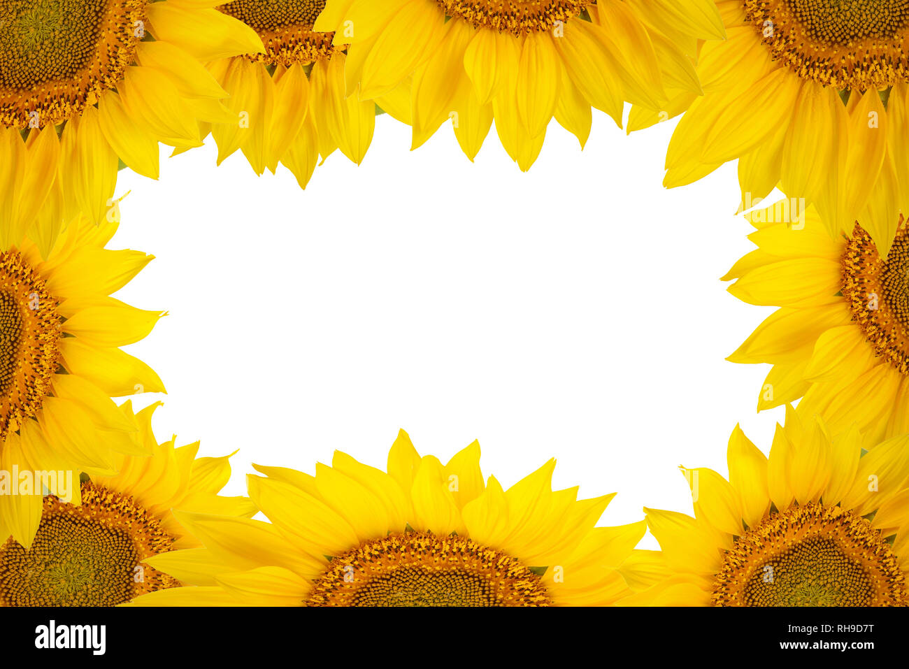 Frame of large sunflower flowers isolated on white background. Free space for text. Stock Photo