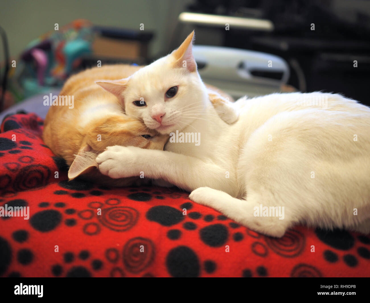 Cats favorite blanket hires stock photography and images Alamy