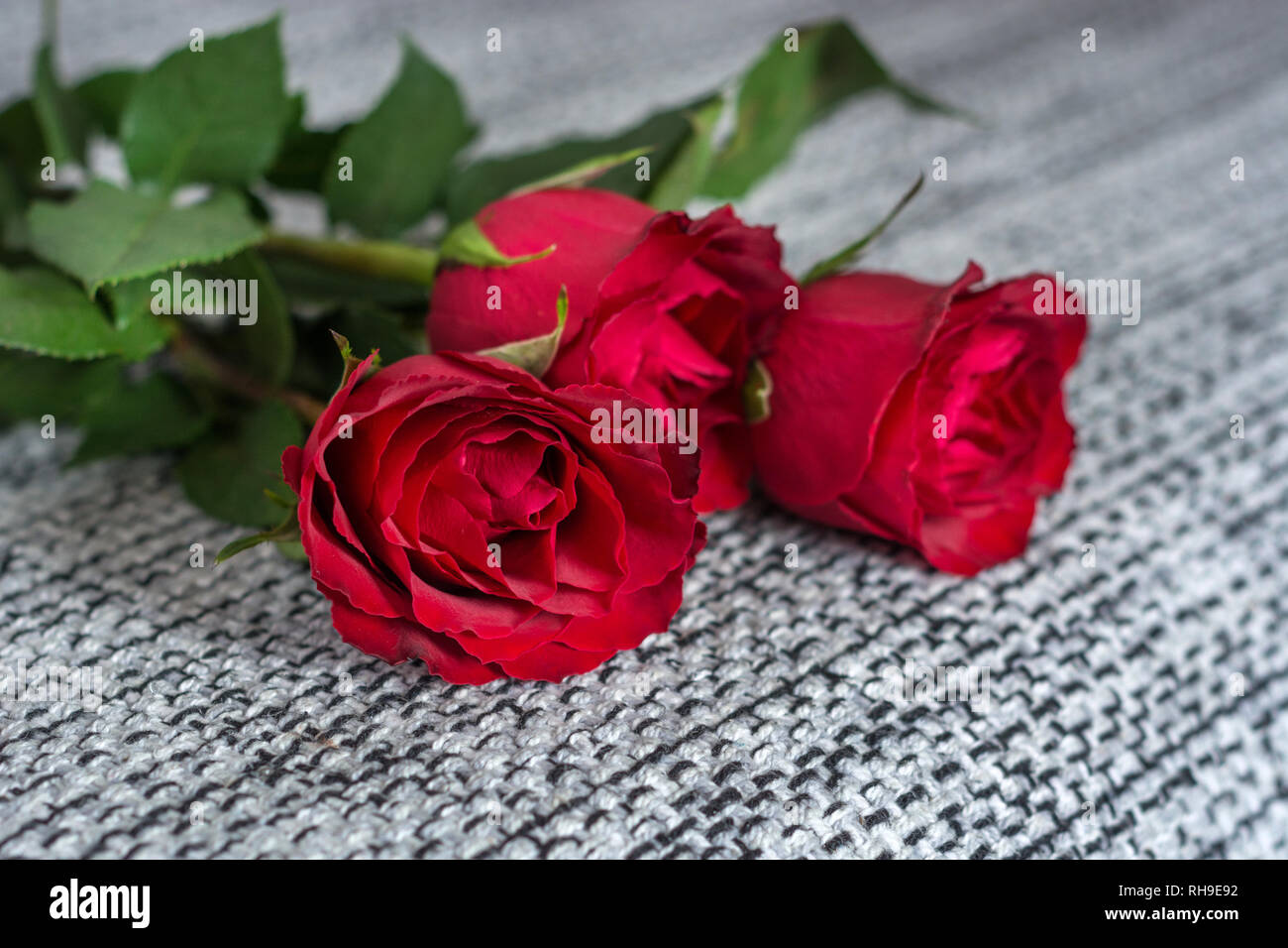 Beautiful Red Roses Flower On Textured Gray Background Valentines