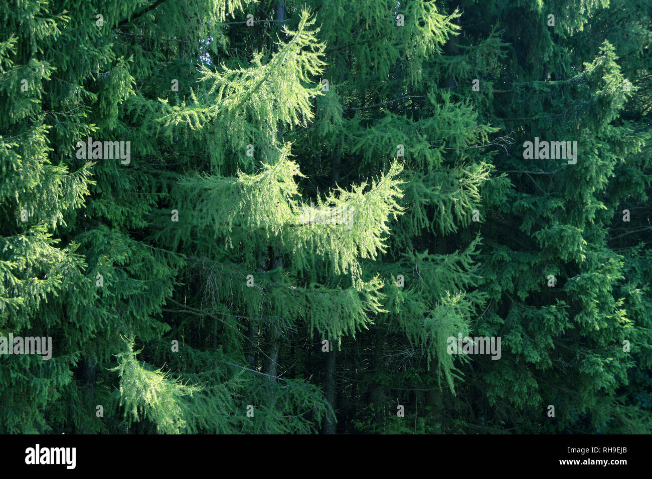 pine branches with sunlight Stock Photo