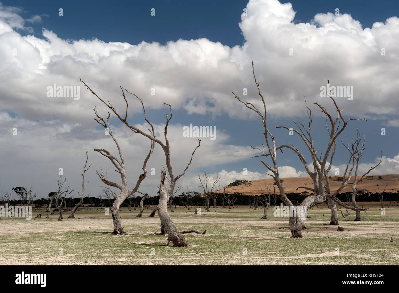Dead eucalyptus trees and a dry lake bed, Emu Bay, Kangaroo Island