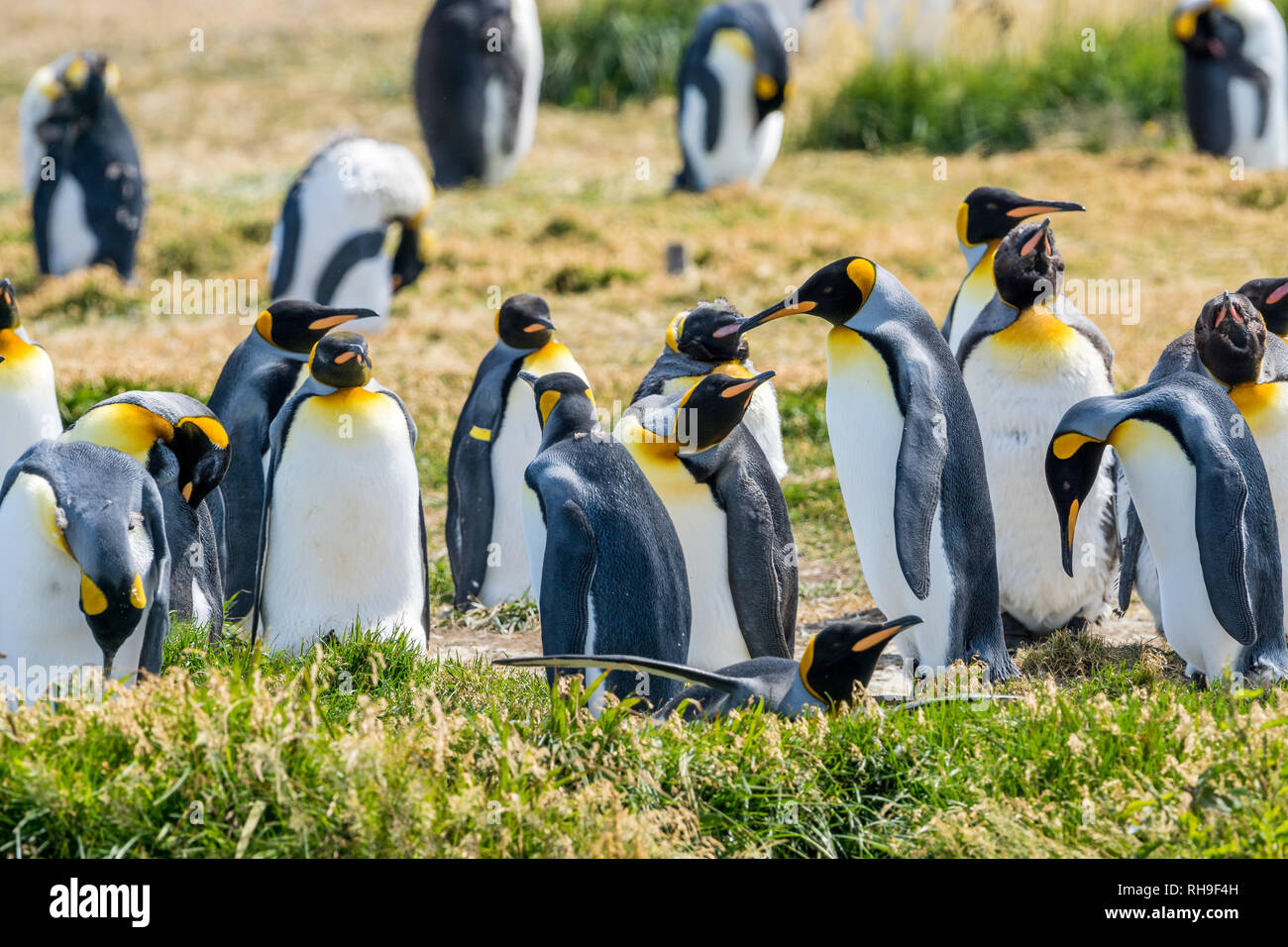 this colony of king penguins just returned to the shores of Tierra del Fuego after beeing whiped out decades ago Stock Photo