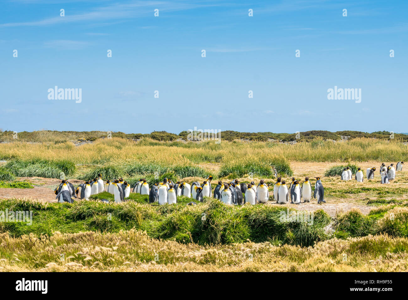 this colony of king penguins just returned to the shores of Tierra del Fuego after beeing whiped out decades ago Stock Photo