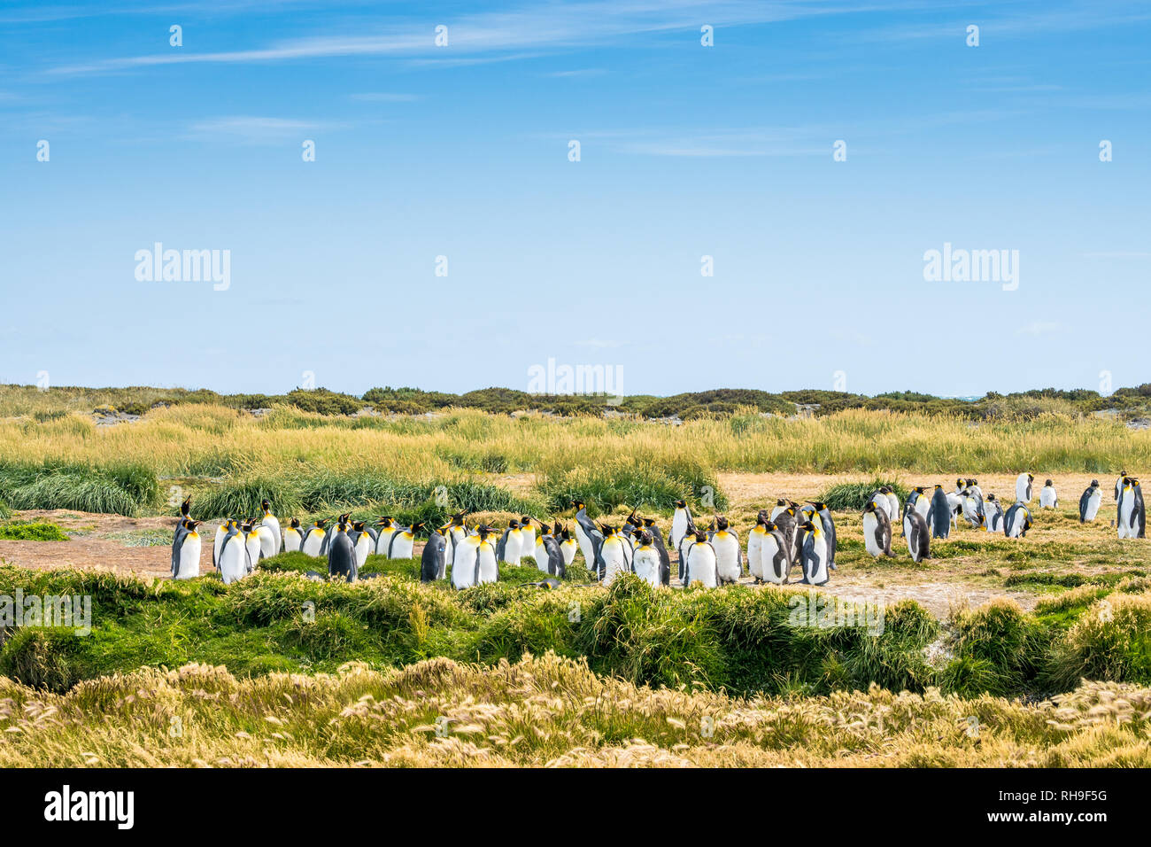 this colony of king penguins just returned to the shores of Tierra del Fuego after beeing whiped out decades ago Stock Photo