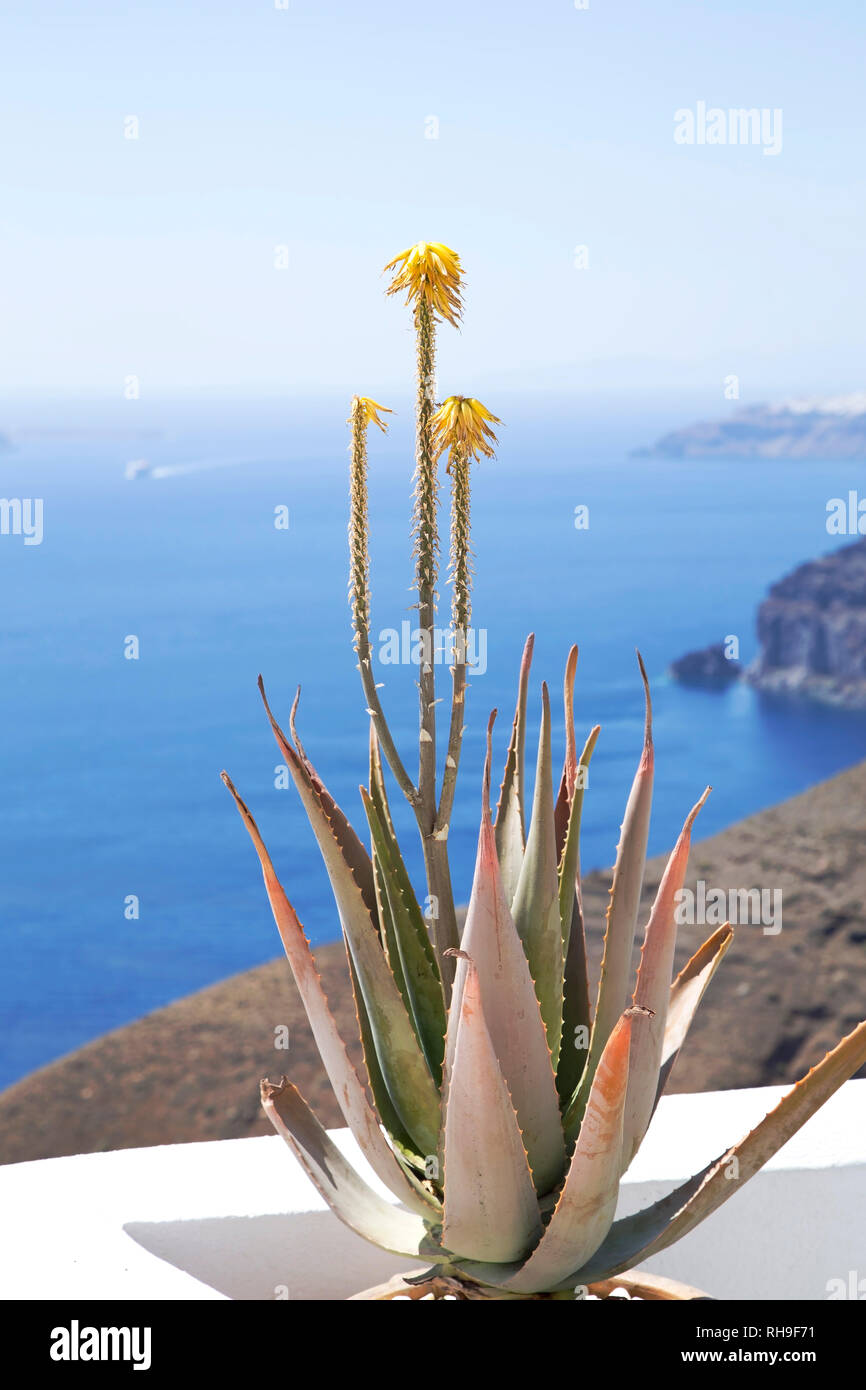 Wild aloe vera hi-res stock photography and images - Alamy