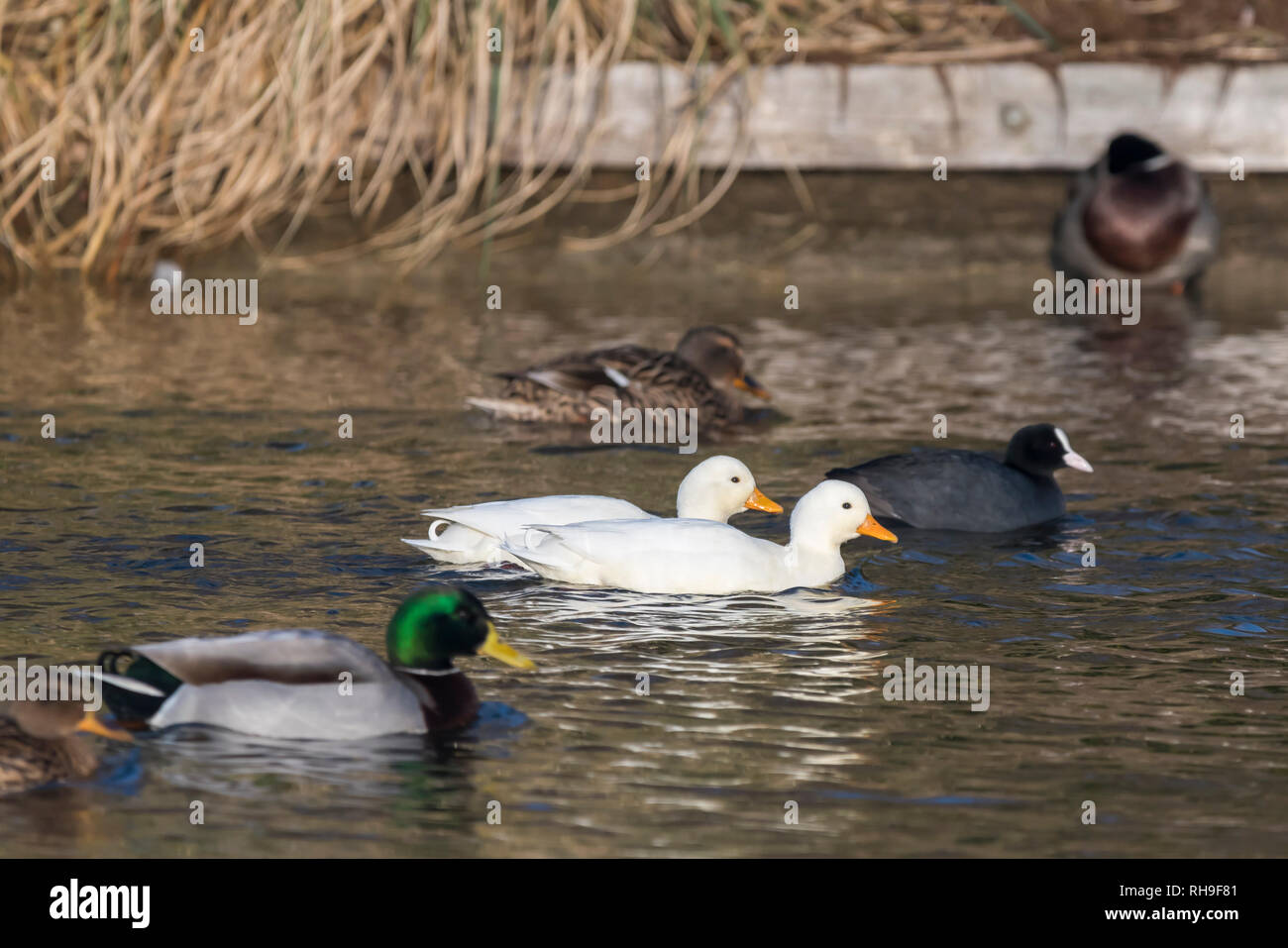 Pair of Domesticated Drake White Call Ducks (Anas Platyrhynchos), AKA Coy Ducks & Decoy Ducks, swimming on a lake in Winter in West Sussex, UK. Stock Photo