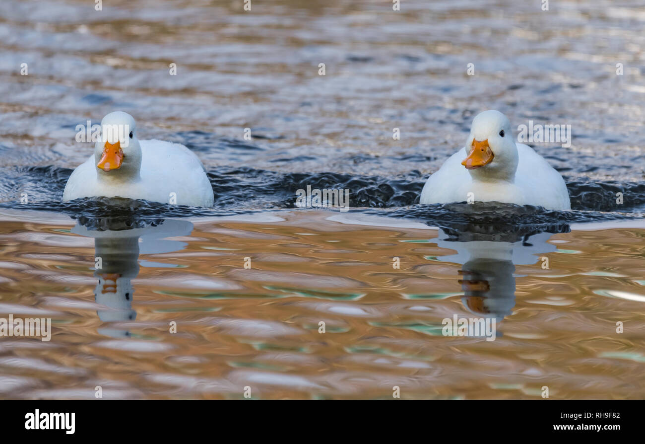 Pair of Domesticated Drake White Call Ducks (Anas Platyrhynchos), AKA Coy Ducks & Decoy Ducks, swimming on a lake in Winter in West Sussex, UK. Stock Photo