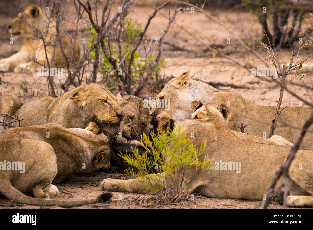 Pride Of Lions With Prey In Savannah Kruger Park South Africa Stock Photo Alamy