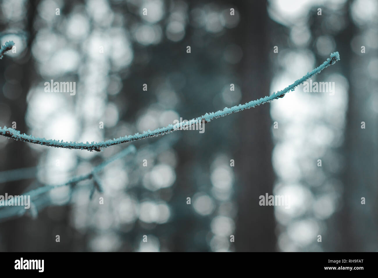 branch of a tree covered with frost in front of blurred forest ...