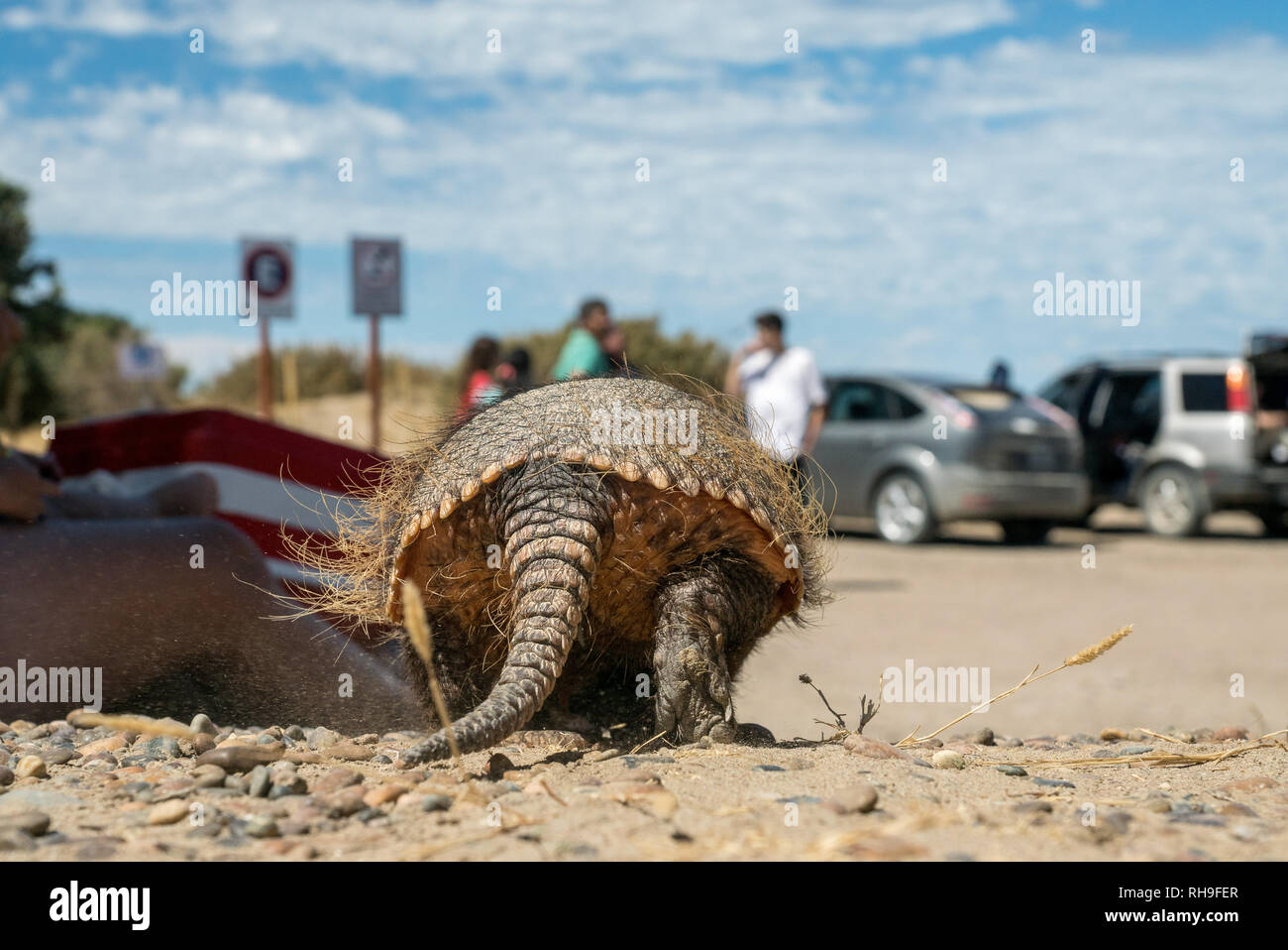 Cute big hairy armadillo on a road in Peninsula Valdés, Argentina Stock Photo