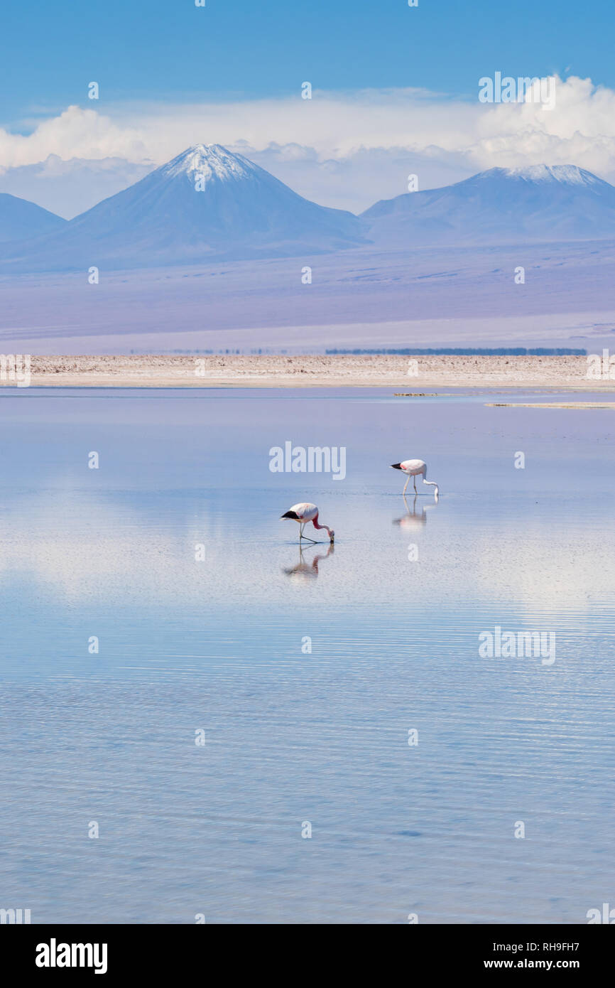 flamingos in Laguna Chaxa near San Pedro de Atacama with Sairecabur Vulcano Stock Photo