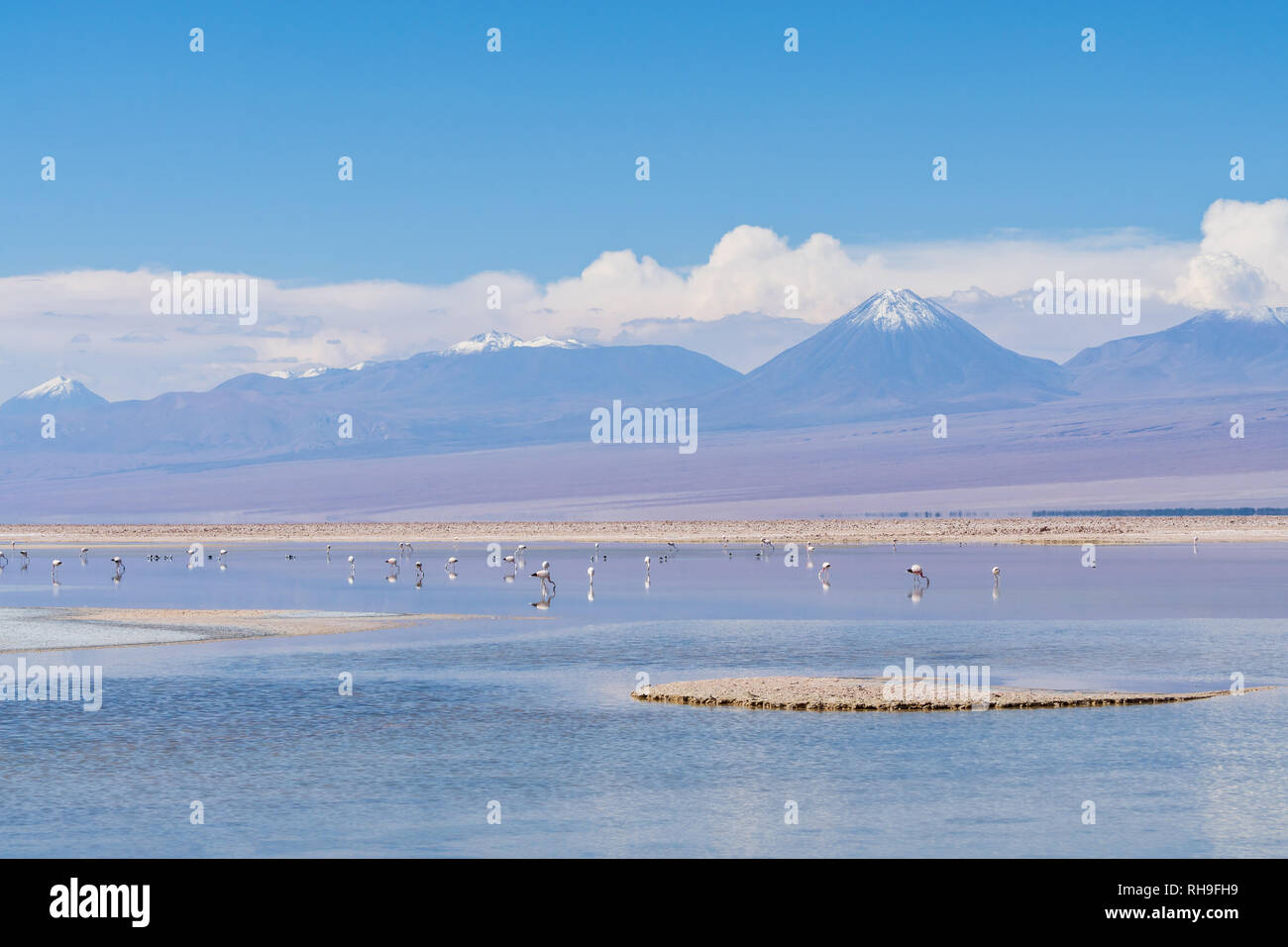 flamingos in Laguna Chaxa near San Pedro de Atacama with Sairecabur Vulcano Stock Photo