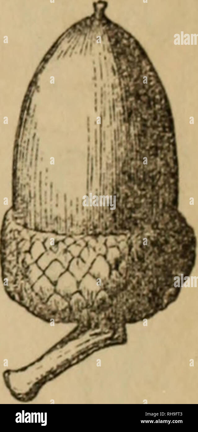 Botany For Young People And Common Schools Botany Fruit