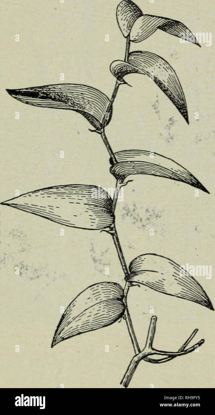 Thick waxy cuticle hires stock photography and images Alamy