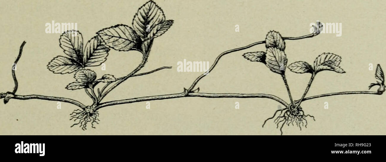 . Botany for high schools. Botany. TYPES AND KINDS OF STEMS 41 hold tightly to it. The tendrils of the American ivy (Ampelopsis quinquefolia) behave in a similar way. Twining, or coiling climbers, coil around the object of support, as the hop, morning glory, climbing bean. All twining stems do not coil around the object of support in the same direction, but a given species always coils in the same direction. The morning glory coils from right to left, i.e., against the sun, while the hop coils in the opposite direction, i.e., with the sun. In the tropical forests cHmbing stems reach their grea Stock Photo