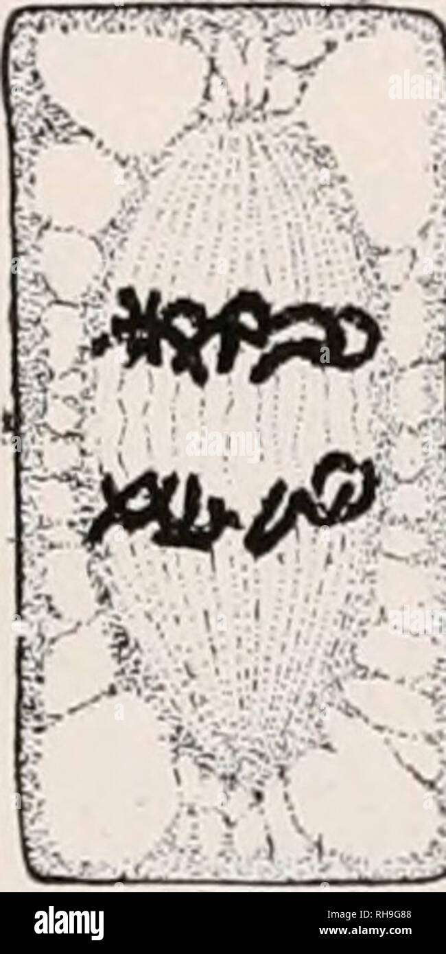 . Botany for agricultural students. Plants. CELL MULTIPLICATION 125 the ...