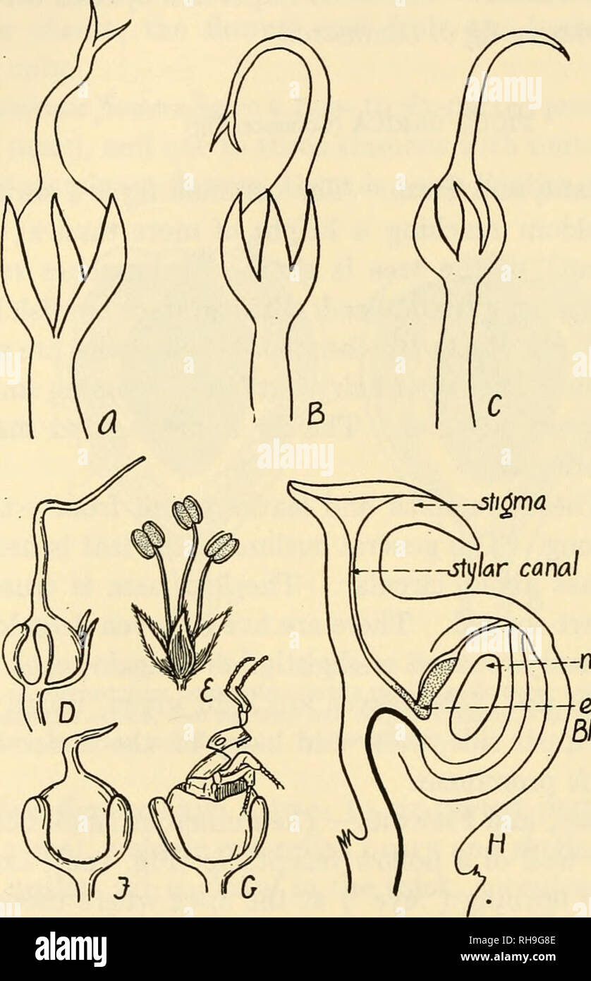 . The botany of crop plants; a text and reference book. Botany, Economic. 270 BOTANY OF CROP PLANTS perianth which is shorter than the stamens. The stamens vary from one to five; four is the ordinary number.. nucellus e0^ cf &lt; Fig. 107.—Flowers of fig (Ficus carica). A, B and C, mule flowers; D, long-styled pistillate flower; E, staminate flower; F, gall produced from a short-styled gall flower; G, fig wasp escaping from a gall; H, gall flower. {A, B, and C after Eisen; D toG after Kerner; H after Solms-Laubach.) Pistillate Flowers {Fig. 107, D).—Pistillate flowers are some- times found in  Stock Photo