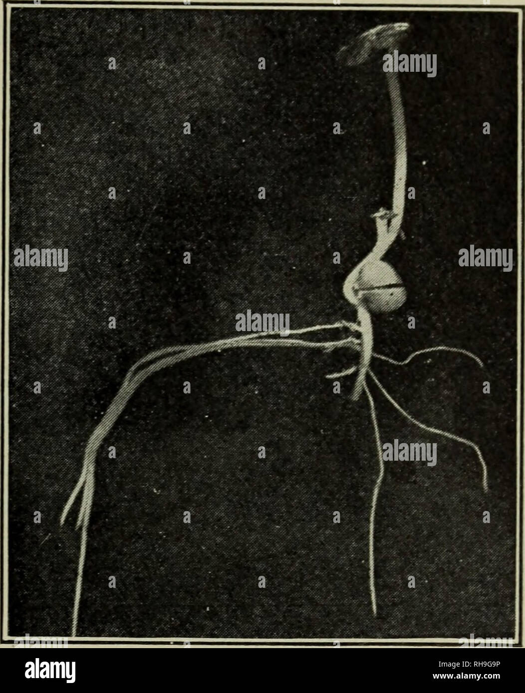 Geotropism Tropisms