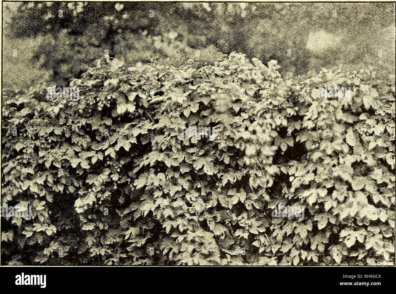 . Botanisk tidsskrift. Botany; Plants; Plants. 22. Skovbundens urteagtige Livsformer. Samlag 447 af hvilke Vicia cracca og V. sepium er de almindeligste, V. silvatica den stateligste med sine hvide Kronblade med violette eller lilla Aarer, og to Arter Fladbælg, Lathyrus Silvester, der bliver 1,5 m lang og findes hist og her i Skovbryn og Hegn, samt den lille gulblomstrede L. pratensis. Mægtigst af alle vore Klatreplanter er Humlen, der ligesom Vedvindel altid slynger til højre, og ligesom vore allerfleste andre Klatreplanter navnlig horer hjemme i Skovbryn og Hegn (Fig. 222), desuden f. Ex. i  Stock Photo