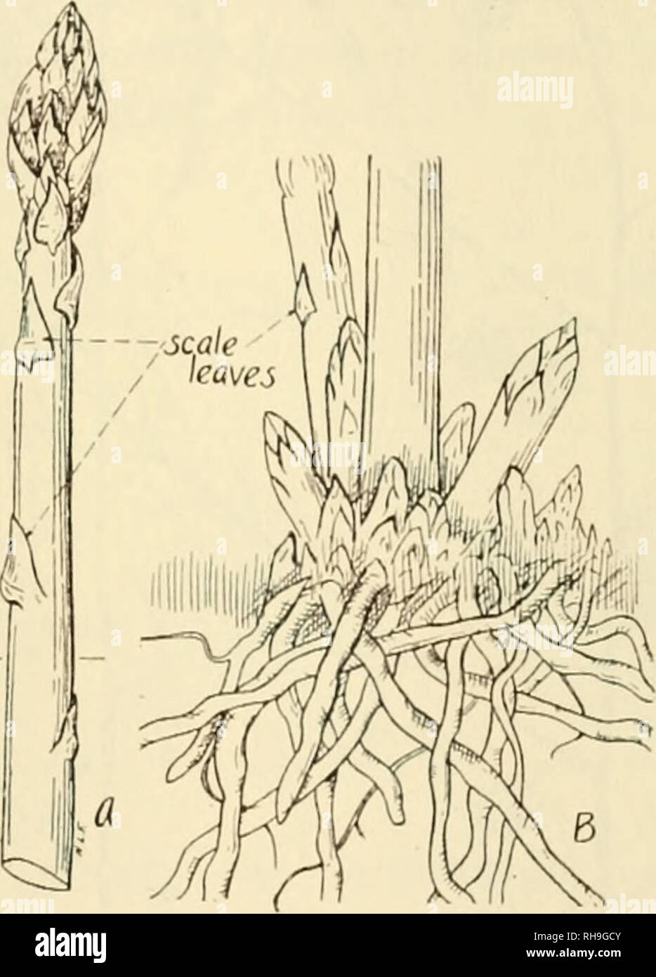 The Botany Of Crop Plants A Text And Reference Book Botany Economic Liliace E 47 Edible