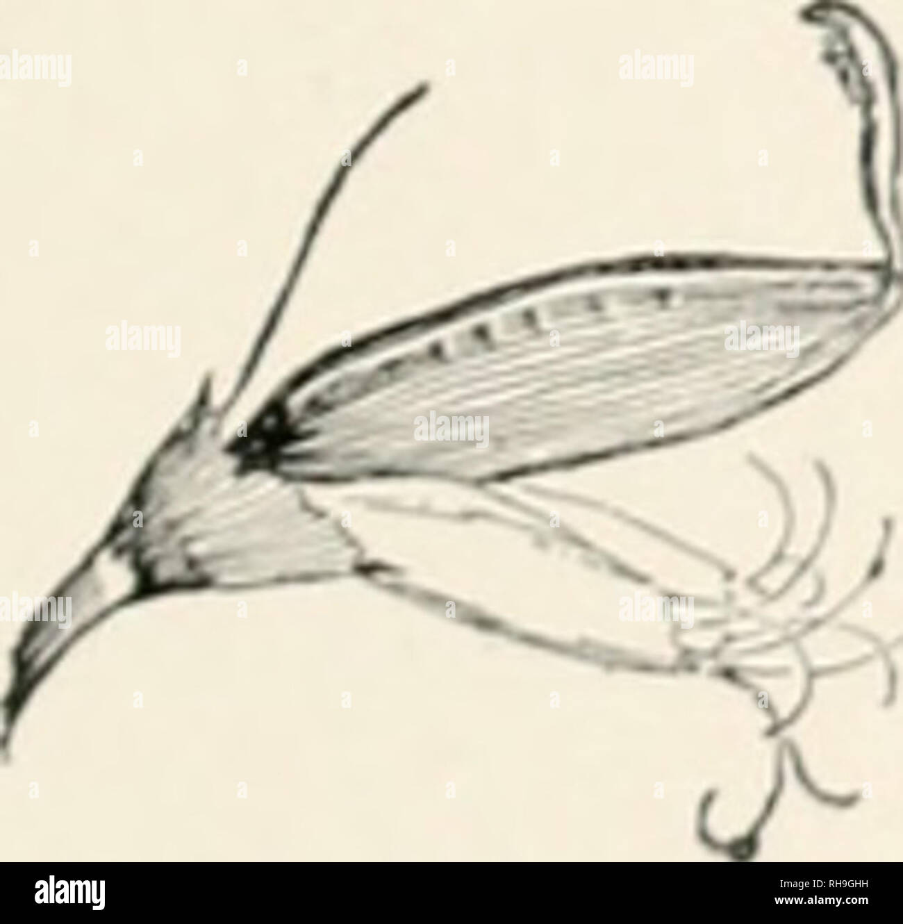Botany An Elementary Text For Schools Botany 1 Flower Of Fuchsia Iu Section Lobed Or Divided In Which Case The Divisions Are Called Calyx Lobes In Like Manner The Corolla May Be
