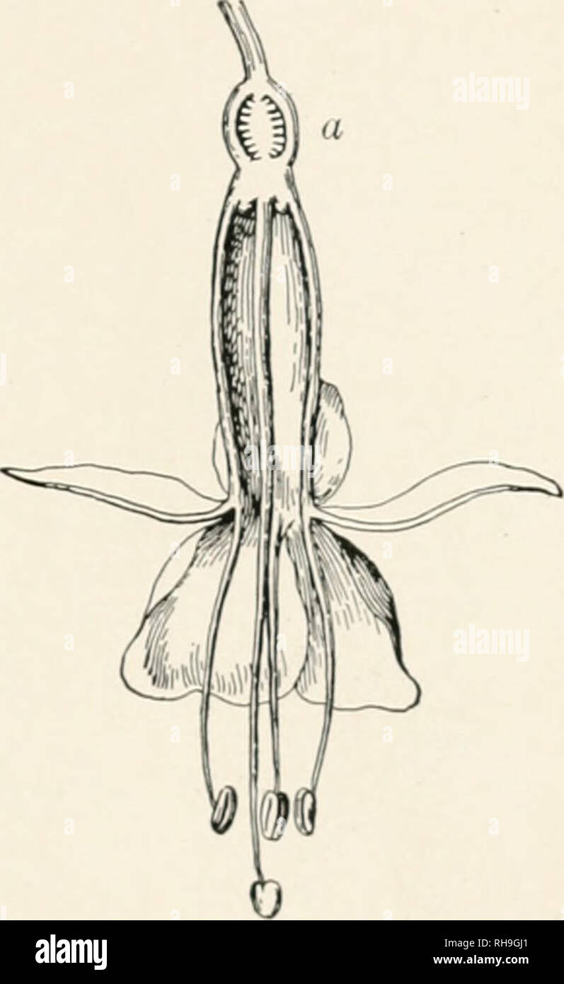 Botany An Elementary Text For Schools Botany Flokal Envelopes 123 1 Flower Of Fuchsia Iu Section Lobed Or Divided In Which Case The Divisions Are Called Calyx Lobes In Like Manner The