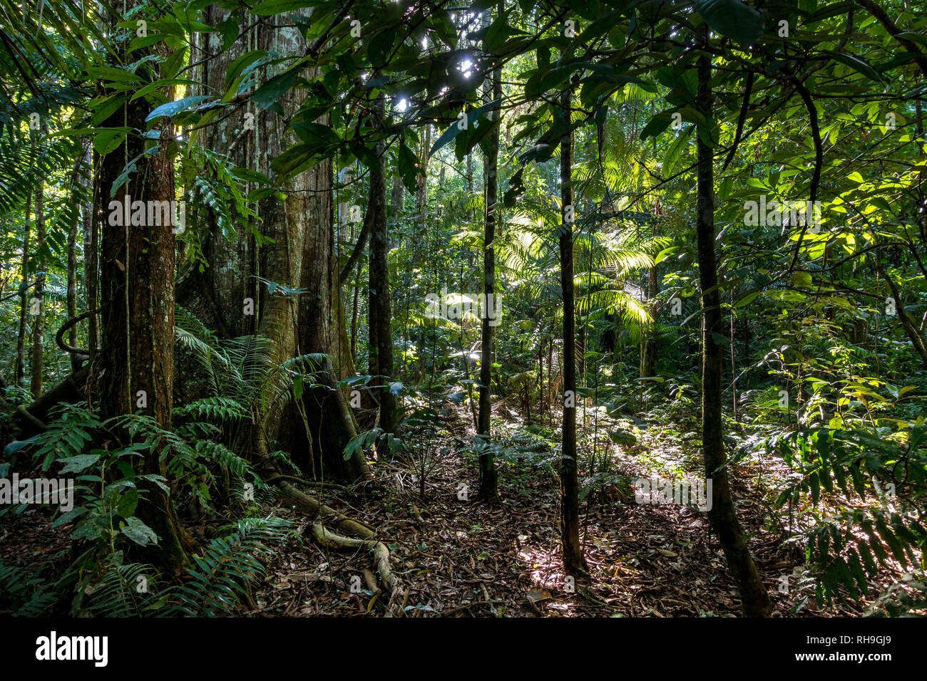 trees in Madidi National Park, Bolivian Amazon Stock Photo