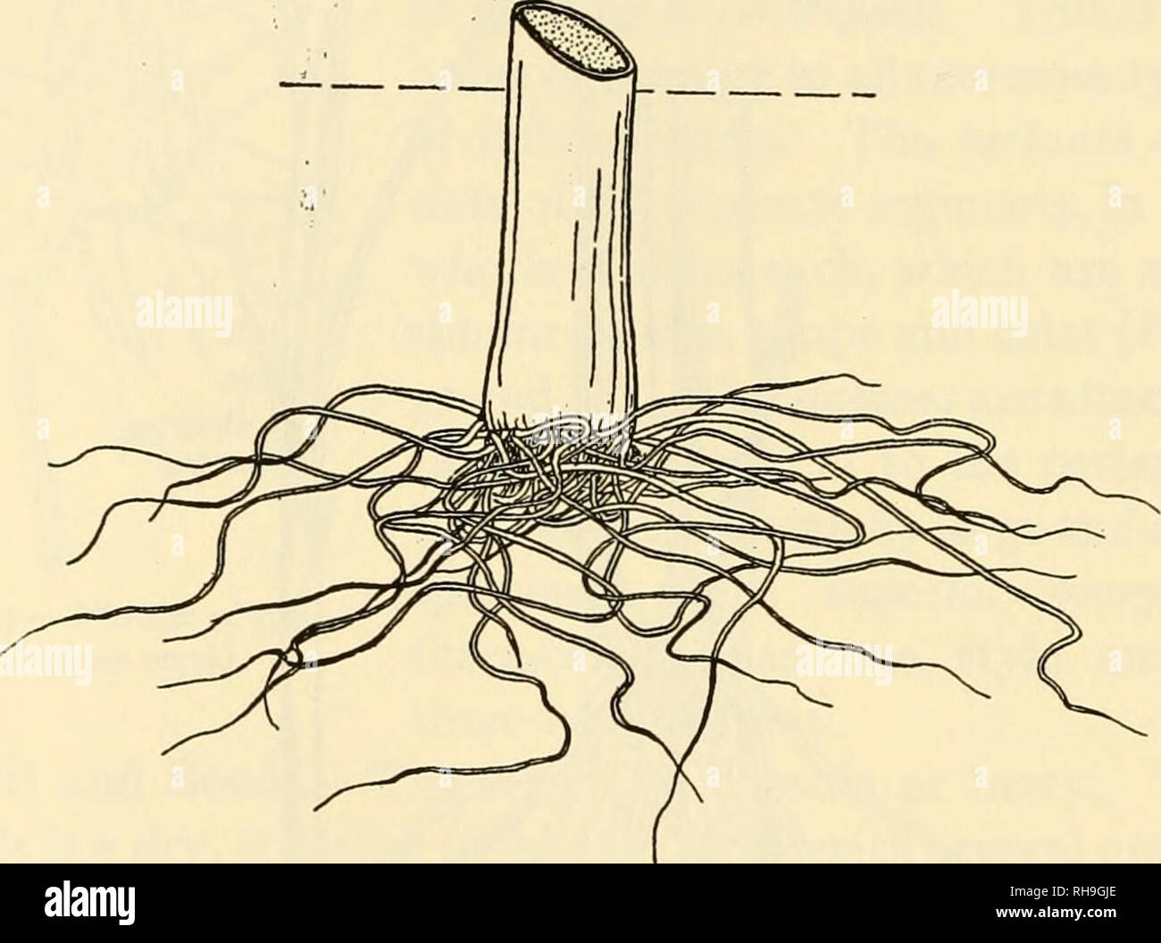 Fibrous root leek roots hires stock photography and images Alamy