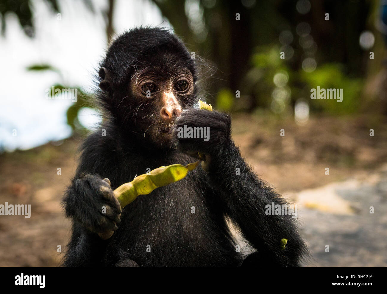 Amazon rainforest spider monkey hi-res stock photography and images - Alamy