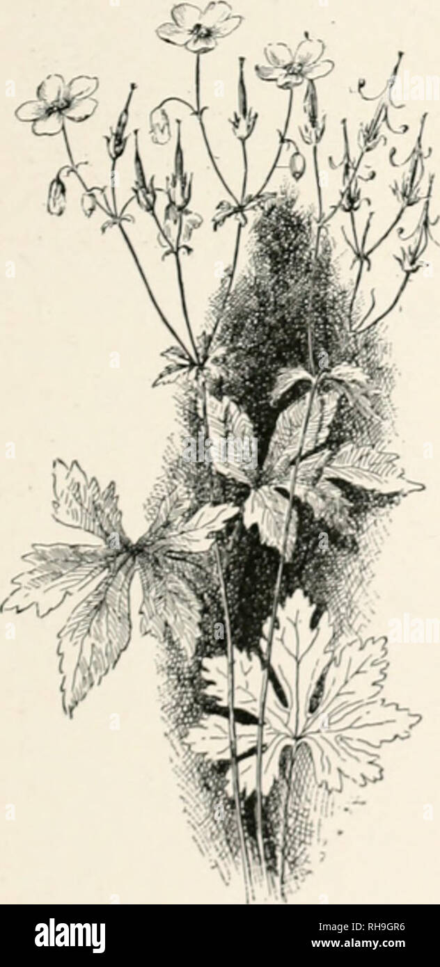 . Botany, an elementary text for schools. Botany. 180. Compound umbel of wild carrot. 245. MIXED CLUSTERS.â Often the cluster is mixed, Leiug determinate in one part and in- determinate in another part of the same cluster. This is the case in Fig. 184. The main clus- ter is indeterminate, but the branches are determinate. The cluster has the appearance of a panicle, and is usually so called, but it is really a thyrse. Lilac is a familiar example of a thyrse. In some cases, the main cluster is de- terminate and the l)ranches are in- determinate, as in liydrangea and elder. Suâ l/silf n works o Stock Photo
