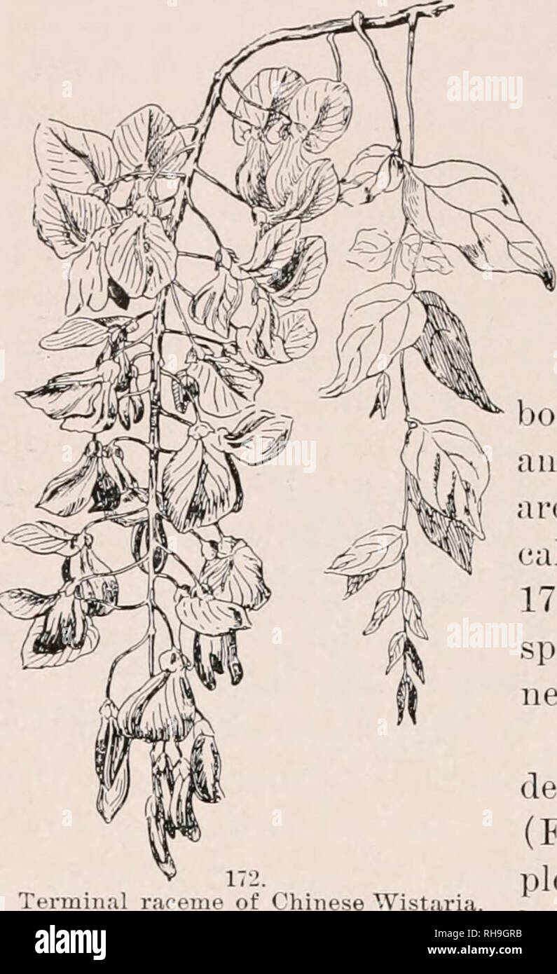 . Botany; an elementary text for schools. Plants. 116 FLOWER - BRANCHES the flowers are borne on short stems and open from below (that is, from the okler part of the shoot) upwards. The raceme may be terminal to the main branch, as in Fig. 172, or it may be lateral to it, as in Fig. 173. Racemes often bear the flowers on one side of the stem, or in a sin- gle row. 238. When a corym- bose flower-cluster is long id dense and the flowers e sessile or nearly so, it is lied a spike (Figs. 174, o). Common examples of pikes are plantain, migno- lette, mullein. 239. A very short and dense spike is a h Stock Photo