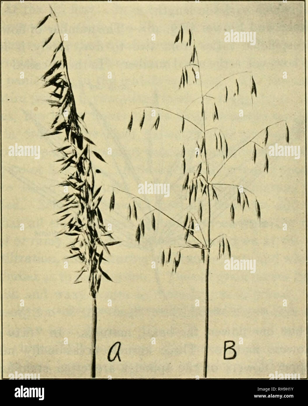 . The botany of crop plants; a text and reference book. Botany, Economic. AVENA 125 the others being branches of higher order, arising at the base of the primary. The branching decreases from bottom to top. In banner oats {Avena orientalis), the panicle is one- sided. In ordinary panicle or spreading oats {Avena saliva),. Fig. 45.—.4, contracted, one-sided panicle of banner oats (Avena orientalis); B, spreading inflorescence of panicle oats (Avena sativa). the branches spread toward all sides (Fig. 45). Four main types of panicle oats have been distinguished at the Svalof Experiment Station, a Stock Photo