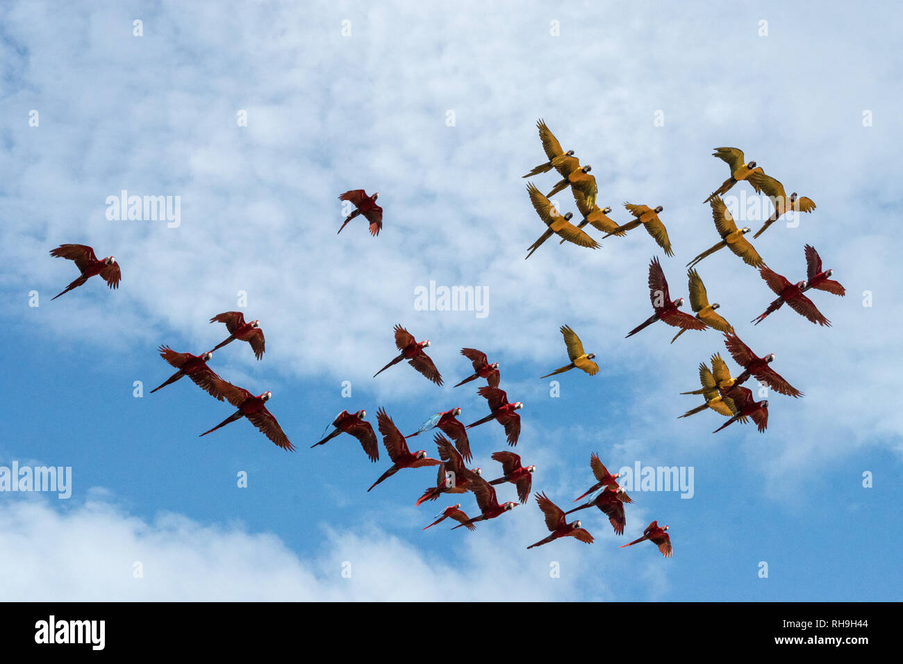 Page 2 - Schwarm Vögel High Resolution Stock Photography and Images - Alamy