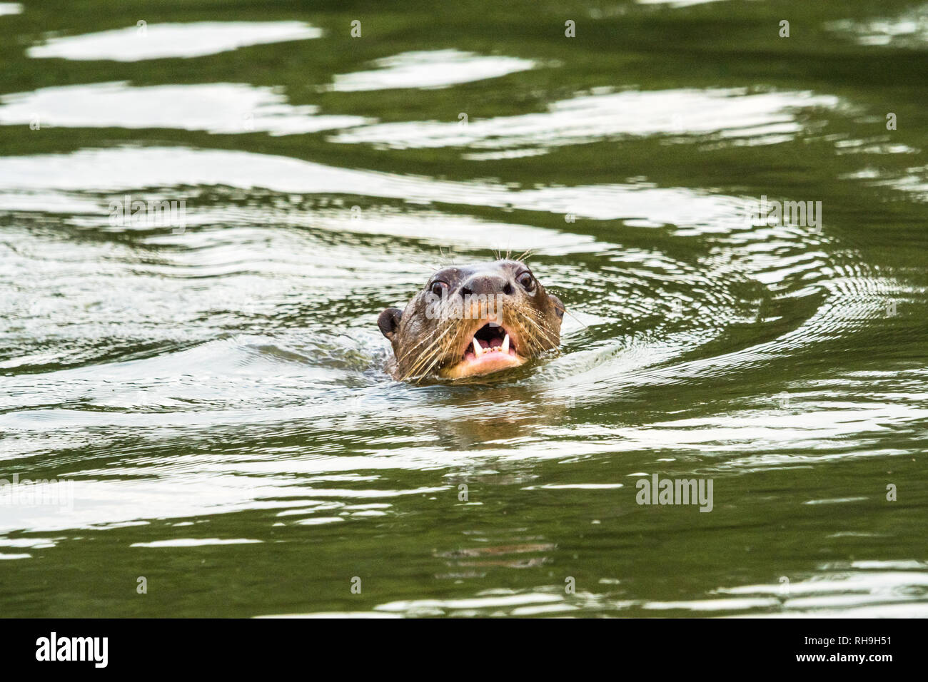 giant river otter (Pteronura brasiliensis) on Lago Sandoval in the Peruvian  Amazon Stock Photo - Alamy