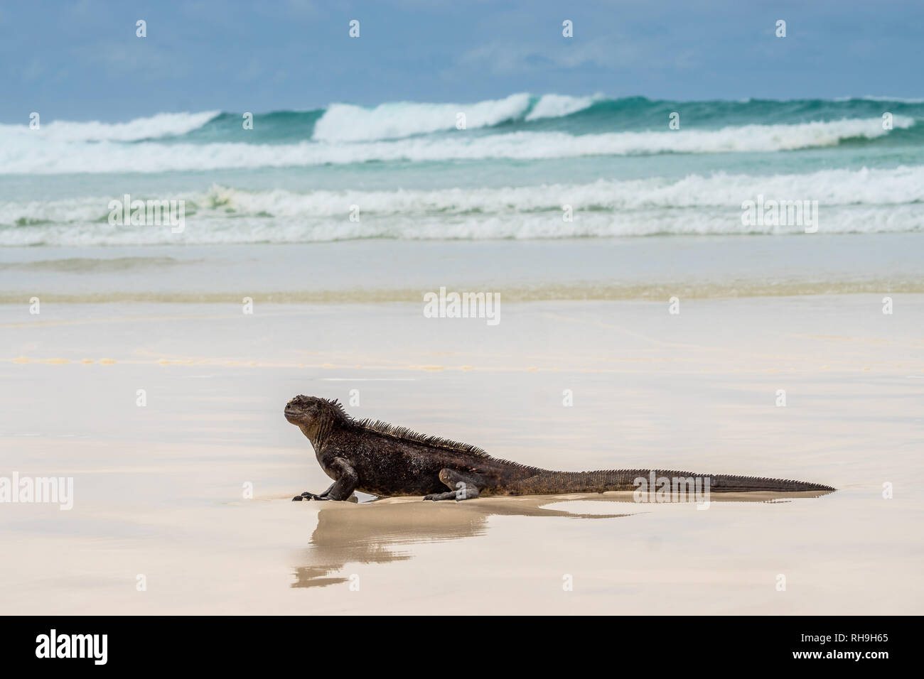 Marine iguana (Amblyrhynchus cristatus) on a sandy beach at Tortuga Bay, Isla Santa Cruz Stock Photo
