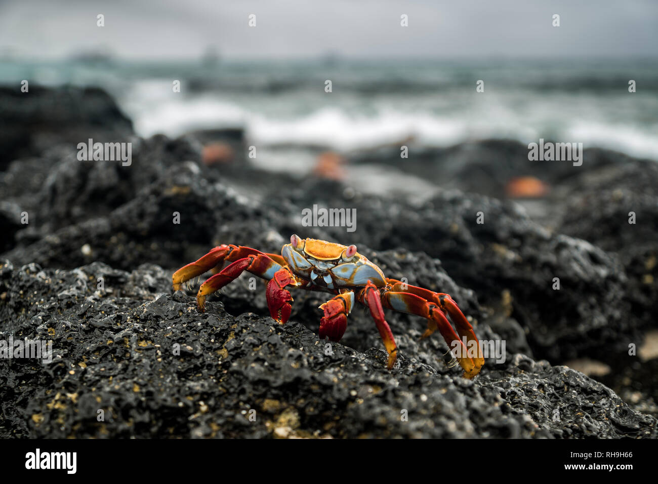 a colorful Sally Lightfoot Crabs at Las Bachas Beach Galapagos Stock Photo