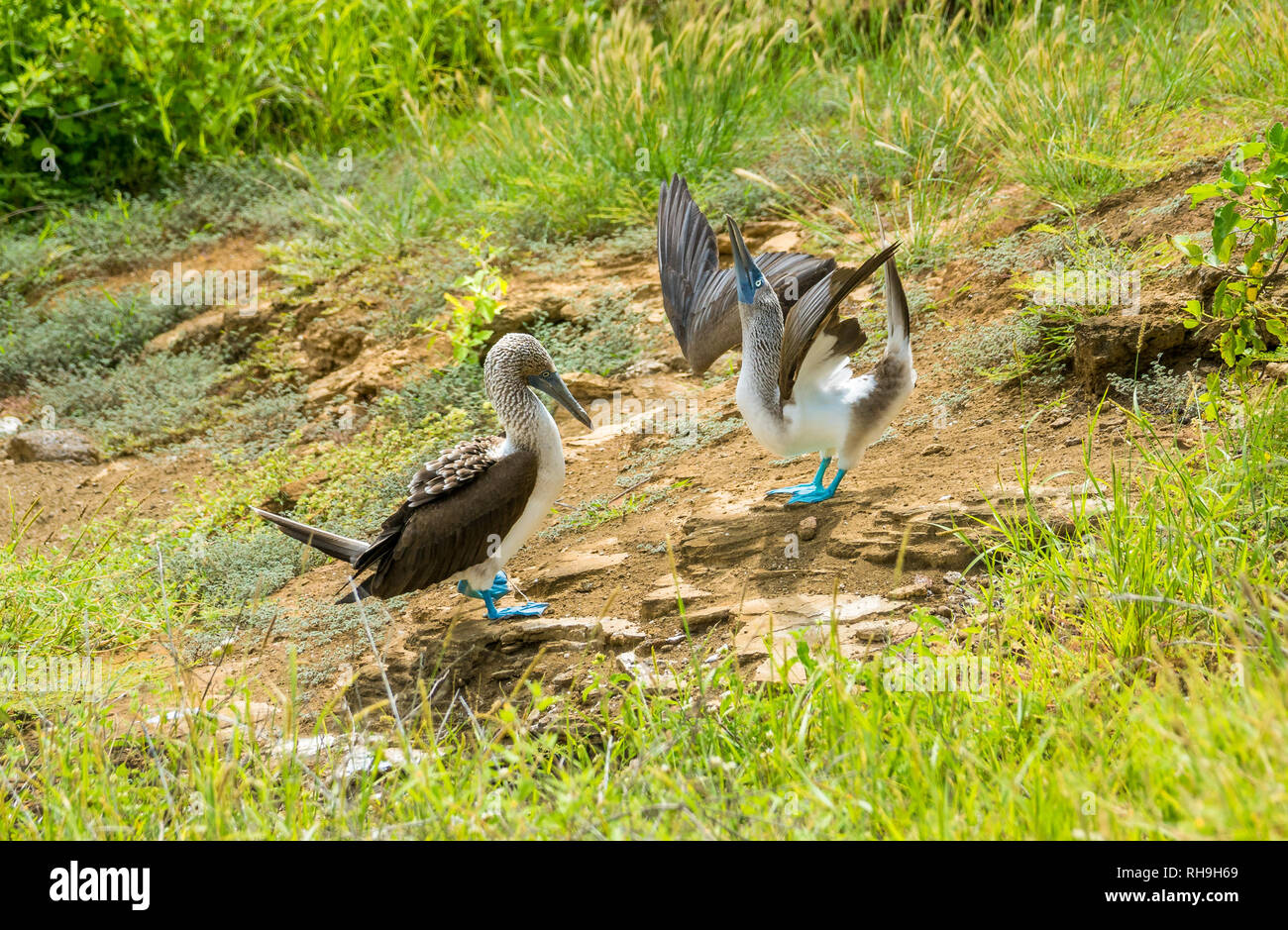 a pair of Blue-footed boobies (Sula nebouxii) performing their famous mating dance on the Galapagos Islands Stock Photo