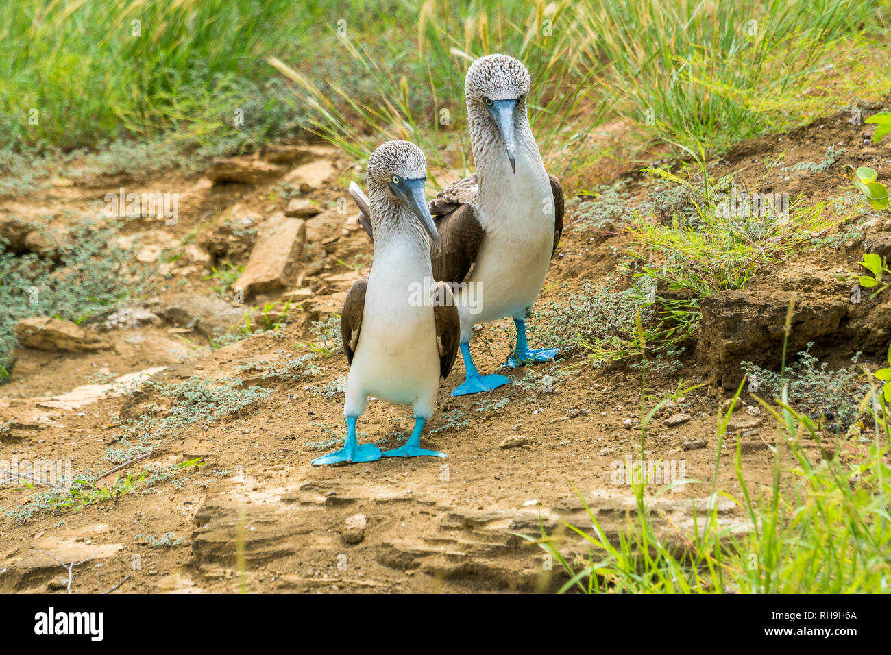 just after the arrival on San Cristobal we were lucky to see the famous mating dance of a couple of blue-footed boobies ((Sula nebouxii) Stock Photo